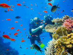 Top 5 Colleges for Marine Biology